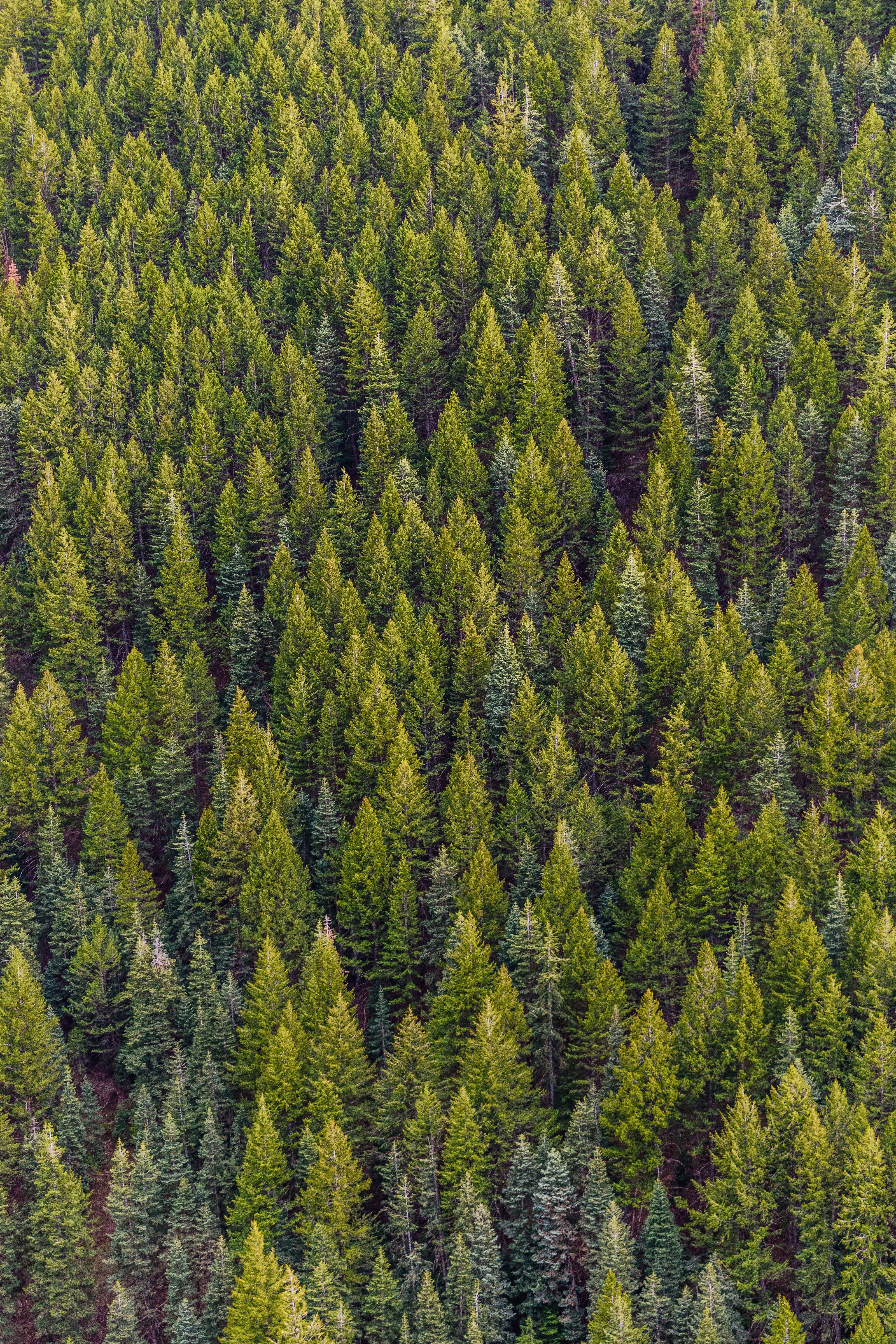 Steirischer Wald zwischen Semmering und Weinland